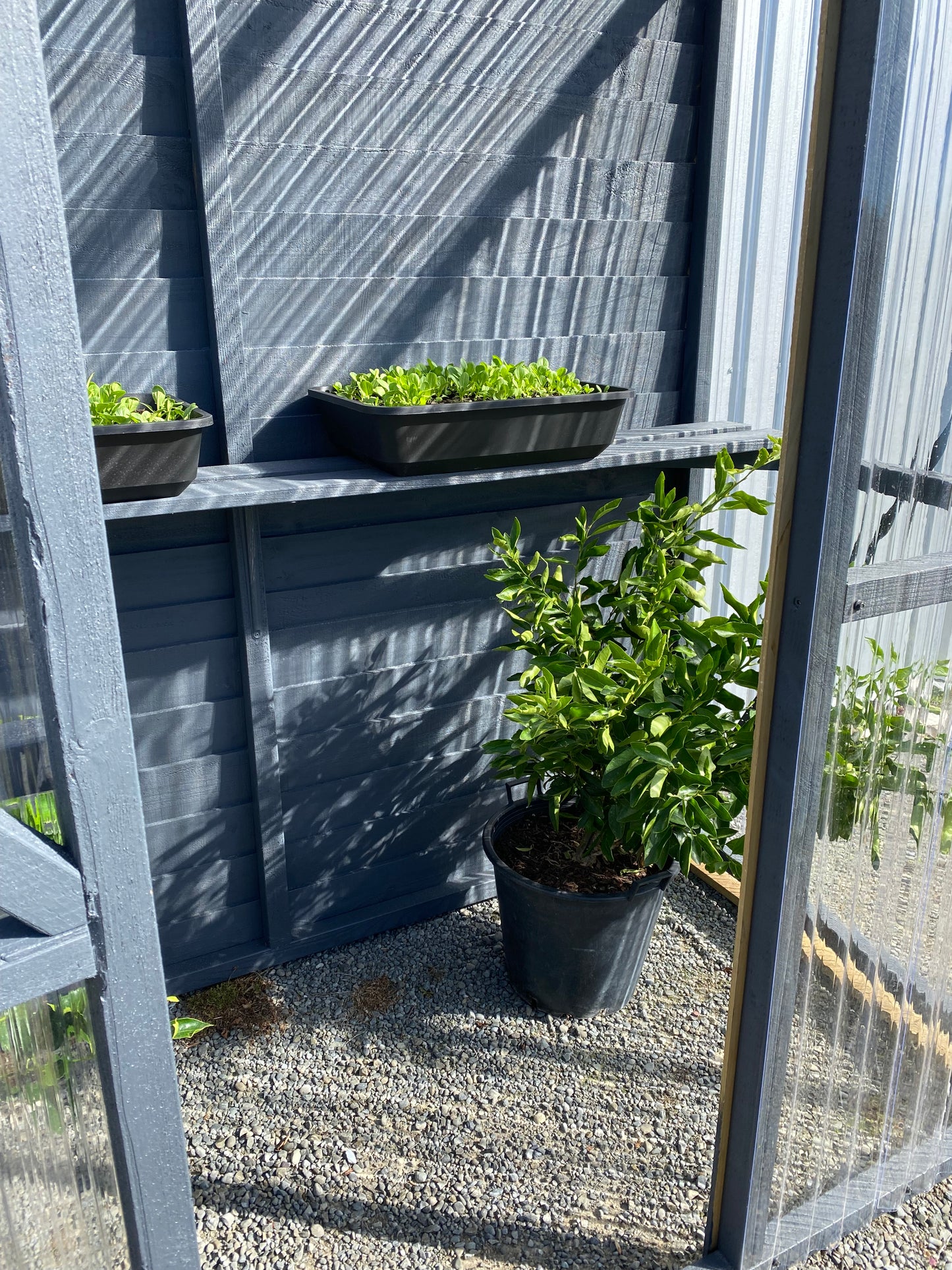 Lean-to-Timber polycarbonate greenhouse
