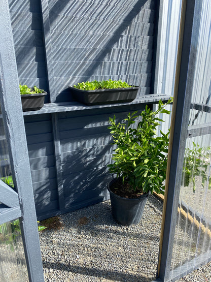 Lean-to-Timber polycarbonate greenhouse